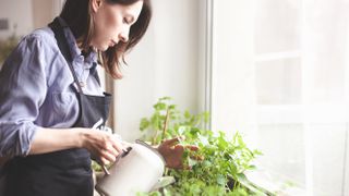 Woman watering herbs on windowsill