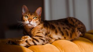 10 best cat breeds