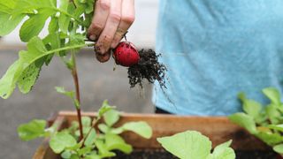 radish being pulled out of soil