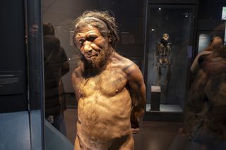A reconstruction of a Neanderthal man with long hair and a beard