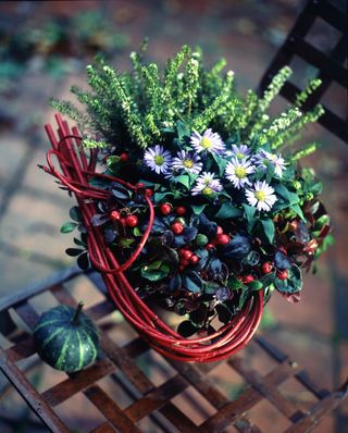Checkerberry plants in a basket