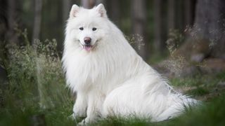 Samoyed