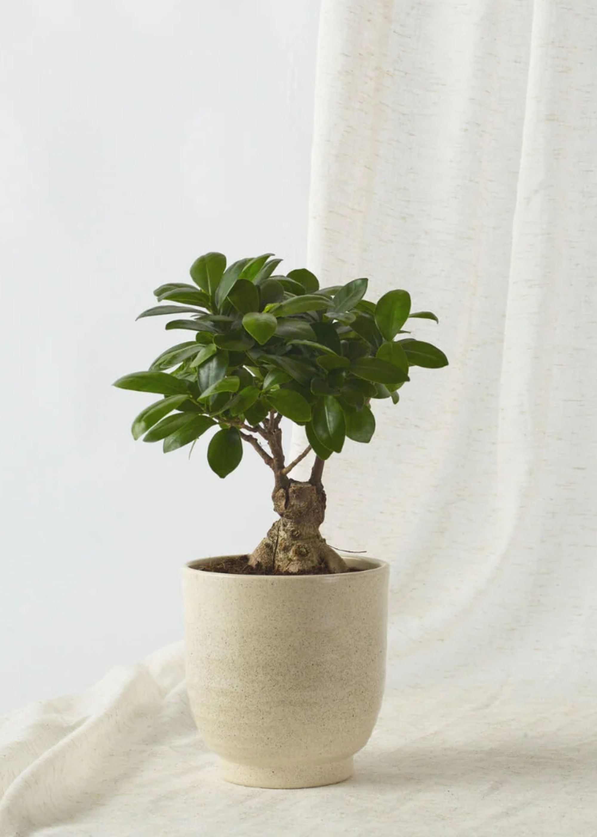 A Bonsai tree in a cream pot against a cream sheer curtain.