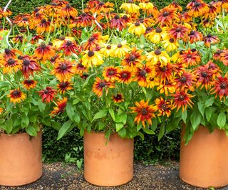 terracotta pots of rudbeckia in bloom