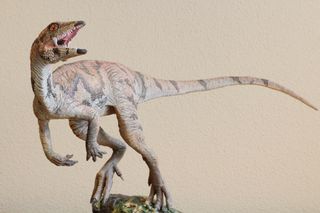 A model of the dinosaur Laquintasaura venezuelae.