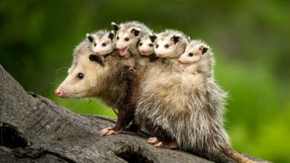 Most unusual pets - Opossum with its babies on its back