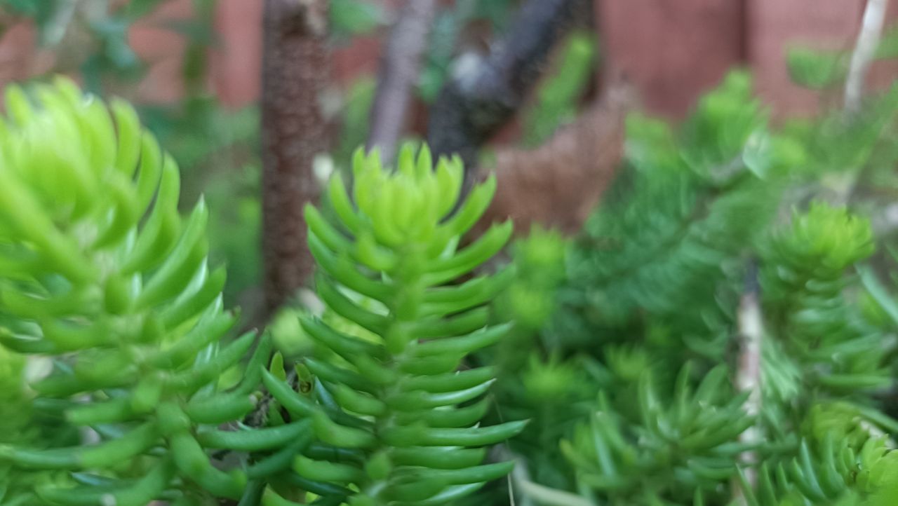 A picture taken with an Oppo Reno10 camera phone
