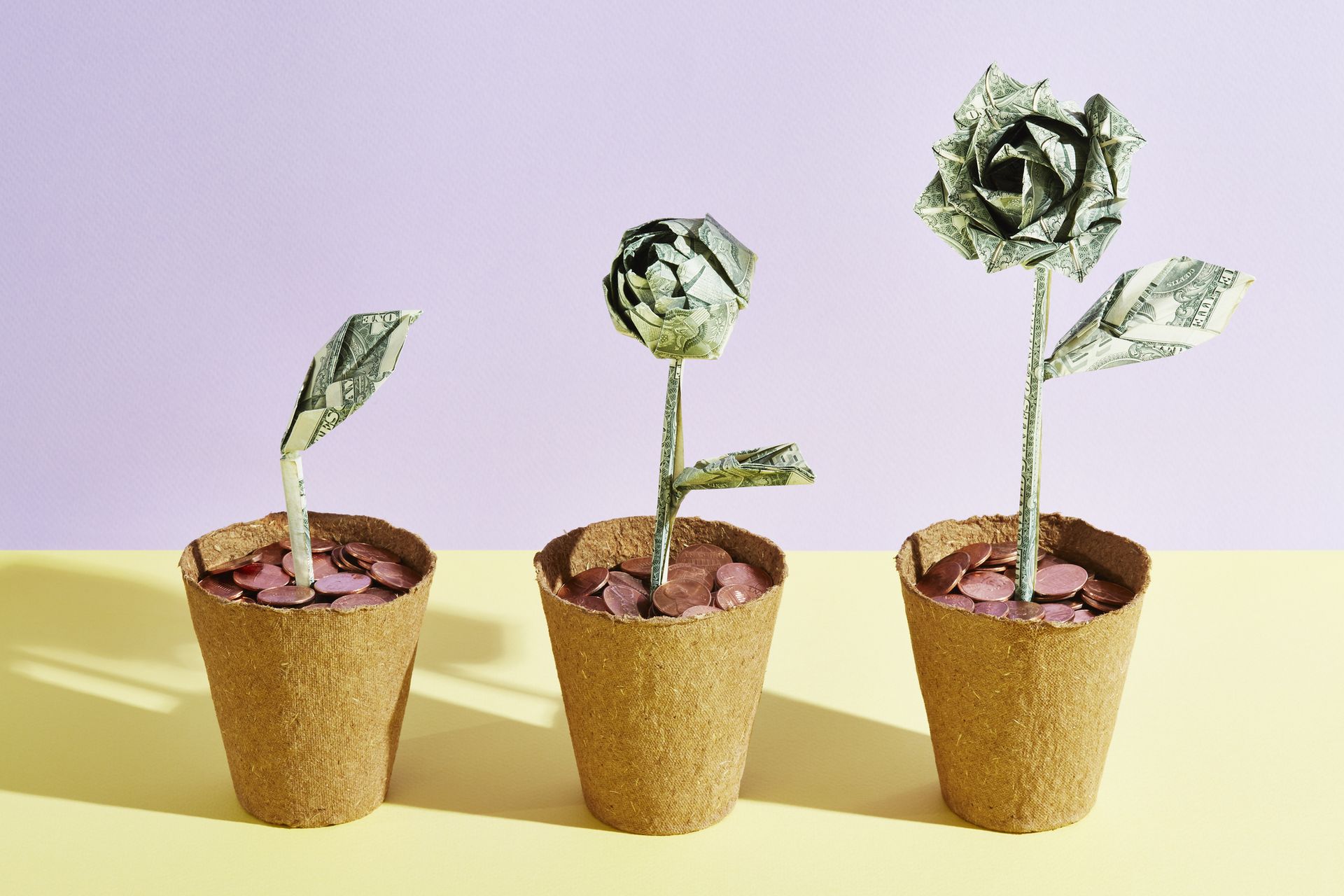 The money plant grows bigger