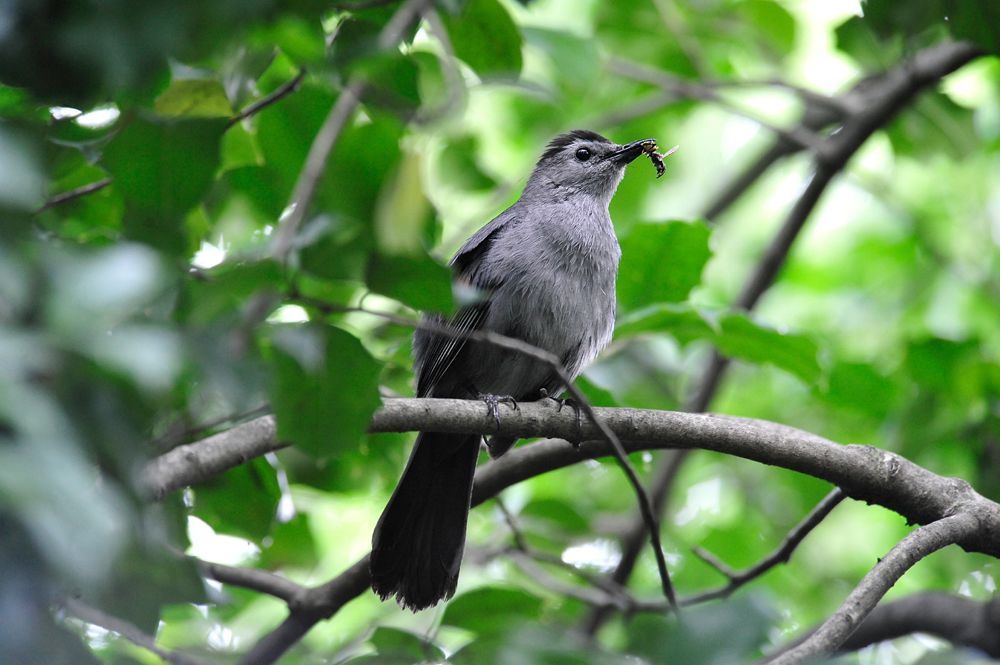 Gray catbirds, global warming, climate change