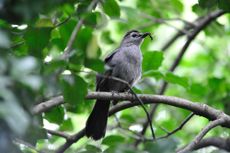 Gray catbirds, global warming, climate change
