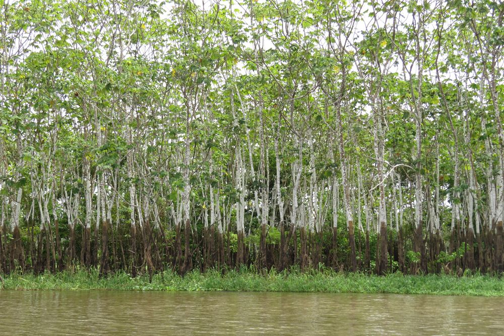 Amazon Photos Trees That Dominate the Rain Forest Live Science