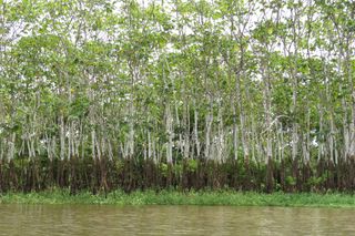 Evidence of higher water, amazon trees