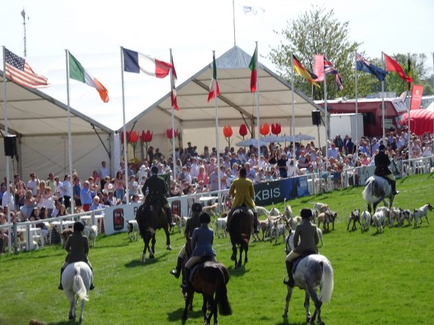 Beaufort hounds parading at Badminton