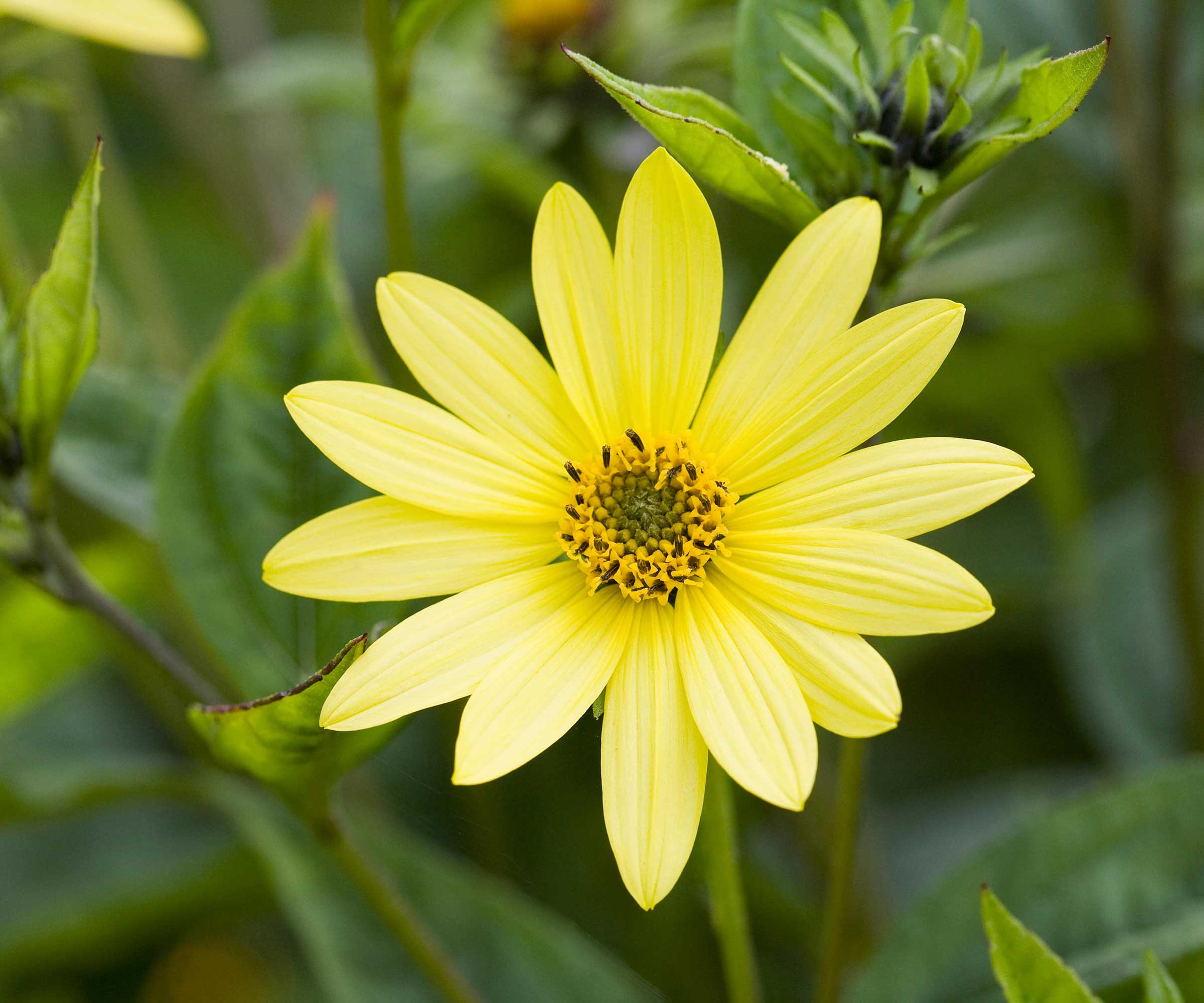 singular perennial sunflower bloom