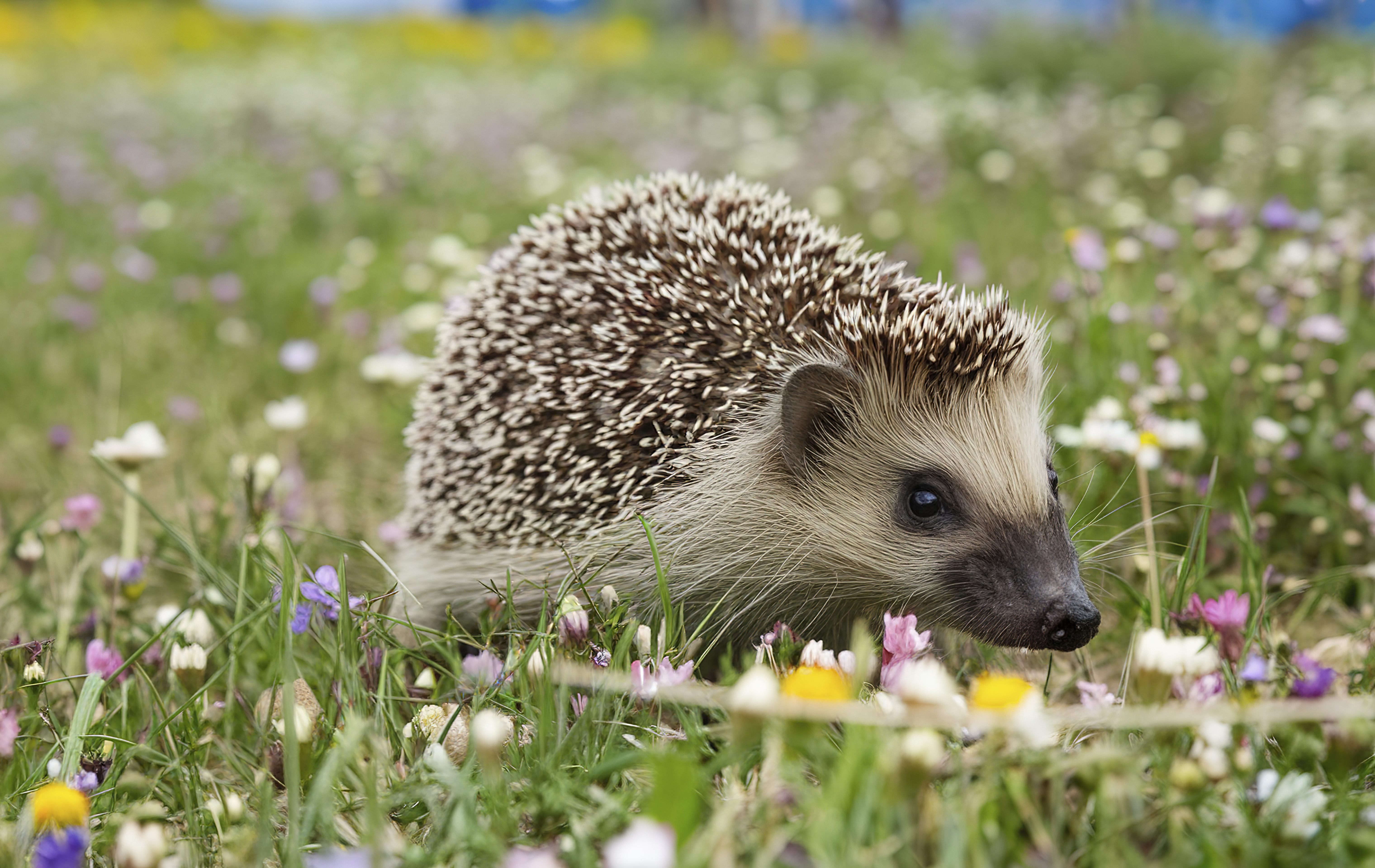 Spiky hedgehog crawling across grass and small, colourful flowers