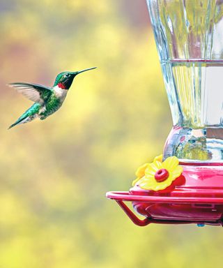 A green and white hummingbird flying towards a glass hummingbird feeder with a glass container with clear liquid and a red base with yellow flowers on it