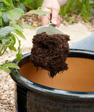 Planting a plnt plant in glazed terracotta pot, adding ericaceous compost