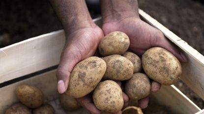 Hands holding potatoes lifted from the soil