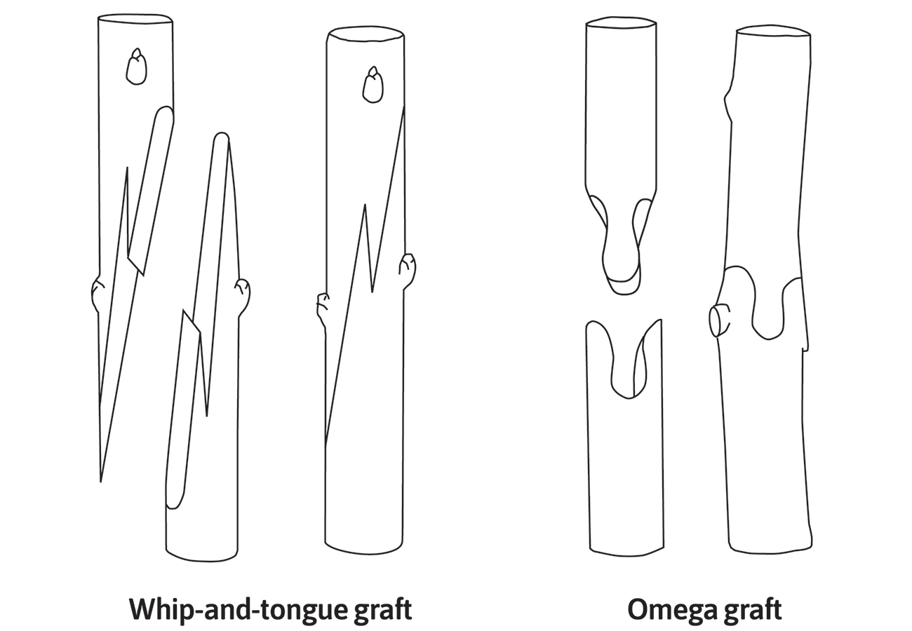 Lilian B&amp;eacute;rillon