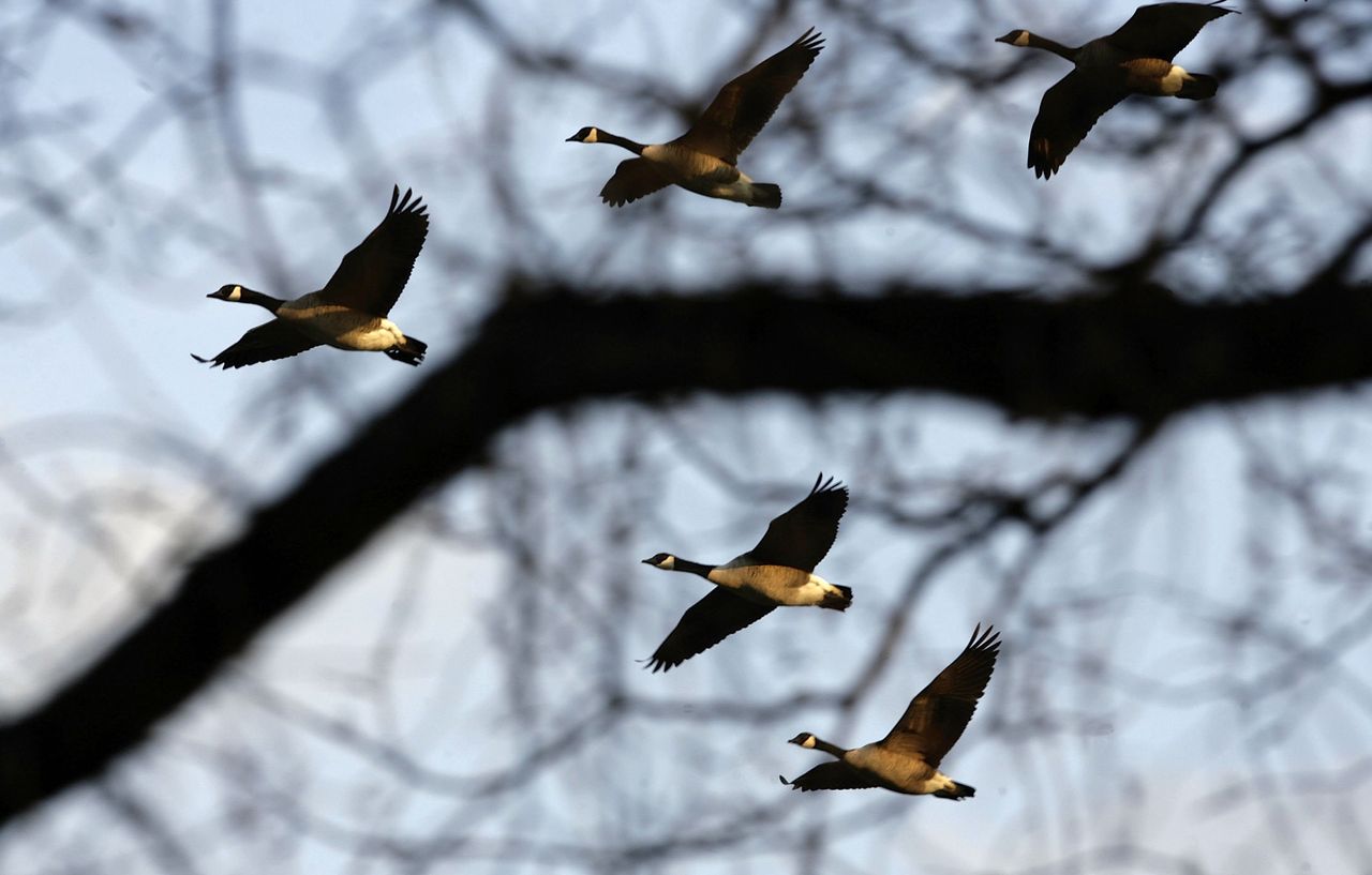 Canada goose takes out hunter