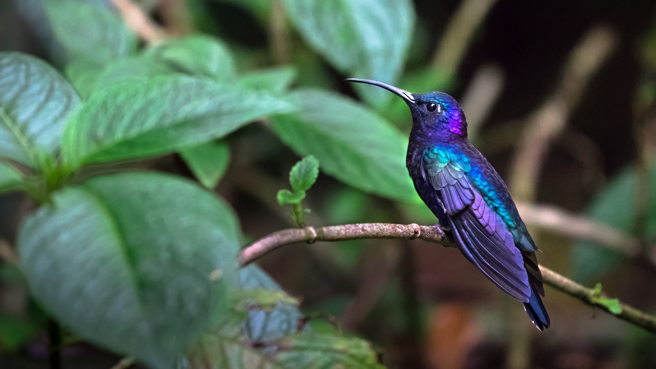A violet sabrewing perched on a branch with a leafy background.