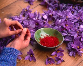 saffron threads being picked from the purple saffron flower, bowl of saffron threads