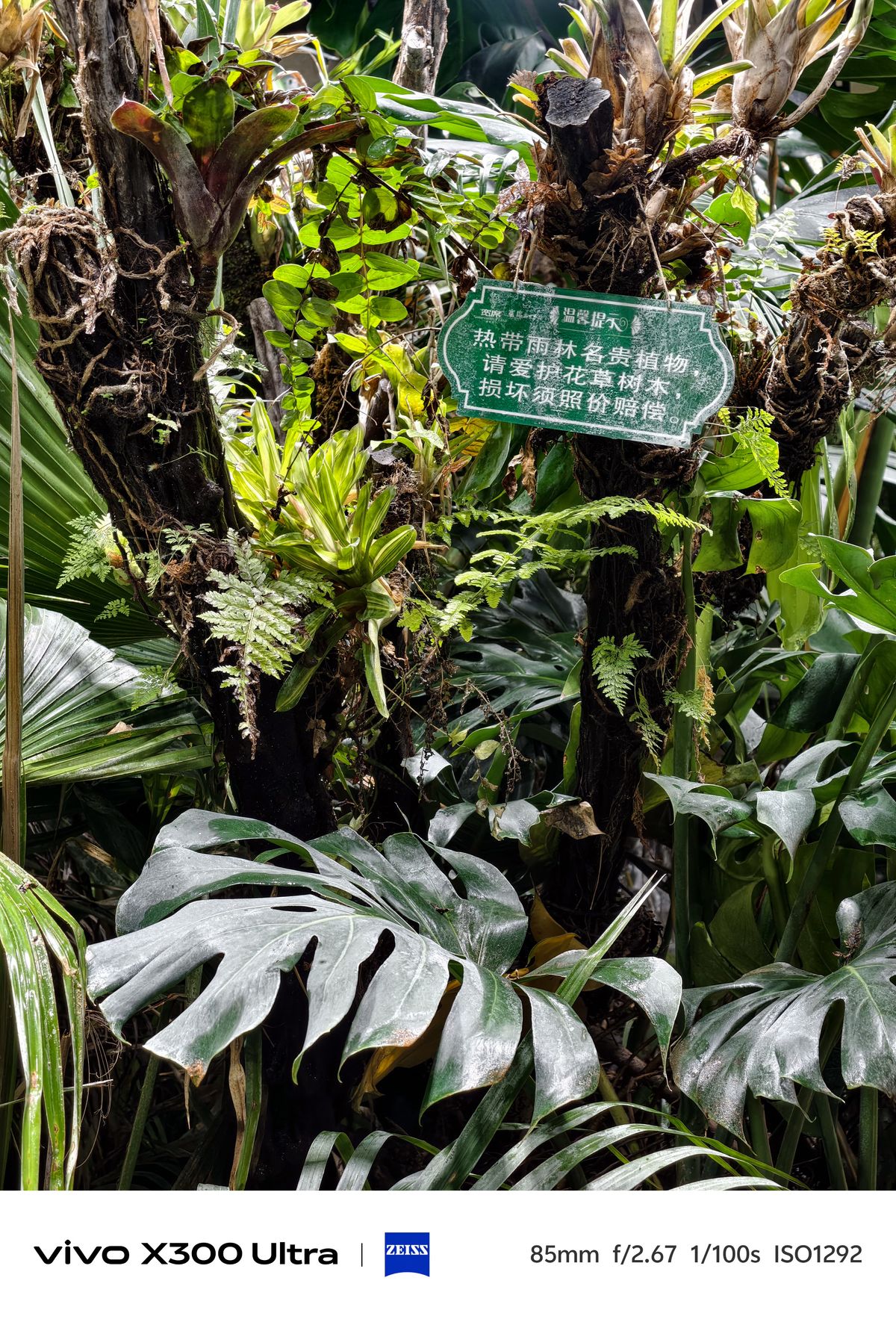 A dense cluster of lush tropical plants, including a large fenestrated Monstera leaf in the foreground and a green rectangular sign with Chinese text hanging between two mossy tree trunks.
