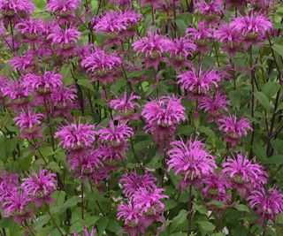 Purple bee balm or bergamot flowers