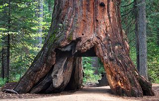 Pioneer Cabin Tree