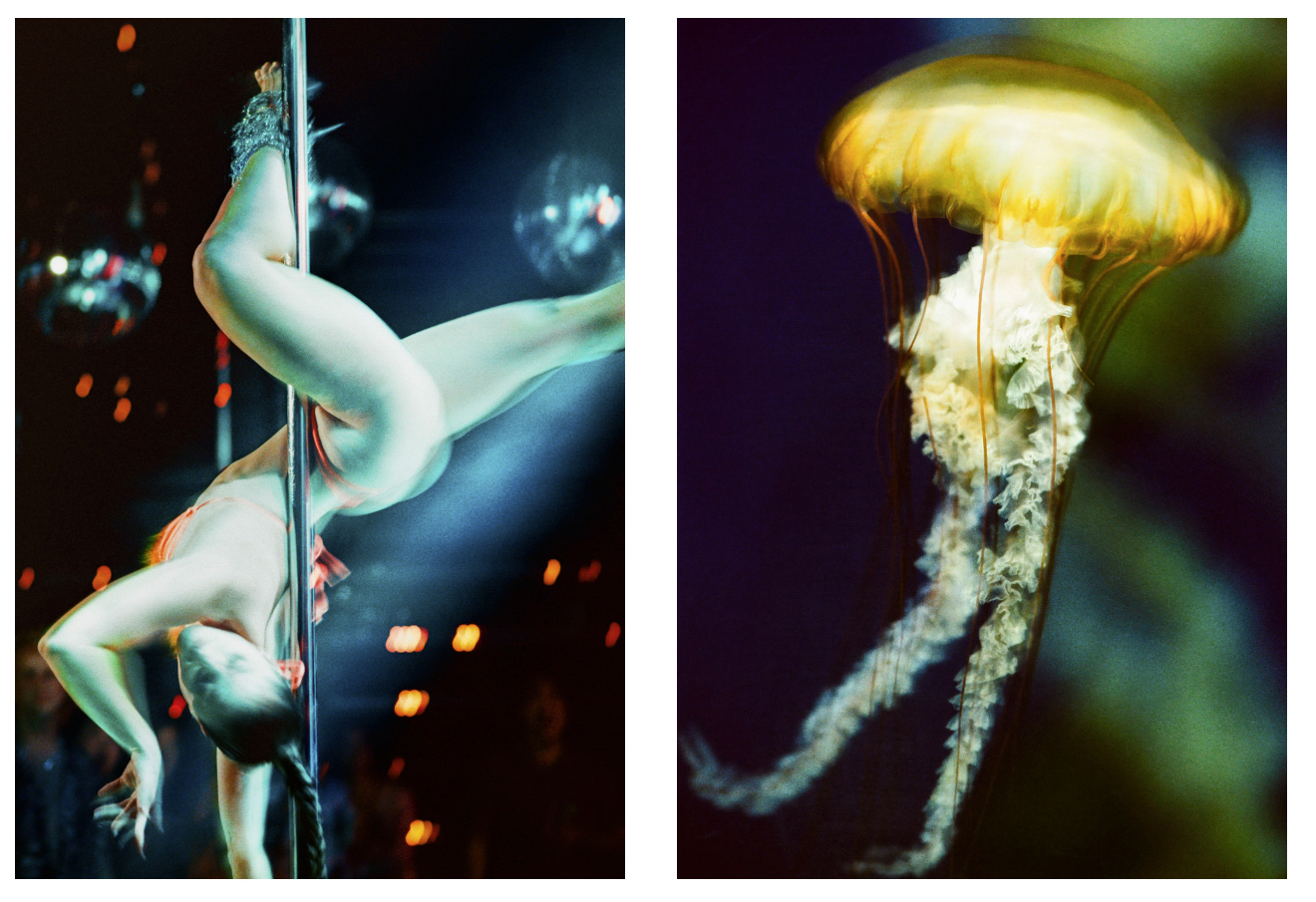 A 35mm diptych pairing a pole dancer suspended horizontally against warm nightclub bokeh with a luminous golden Pacific sea nettle jellyfish trailing long white tentacles against a deep purple-green background