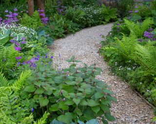 ferns planted in mixed beds beside a gravel garden path