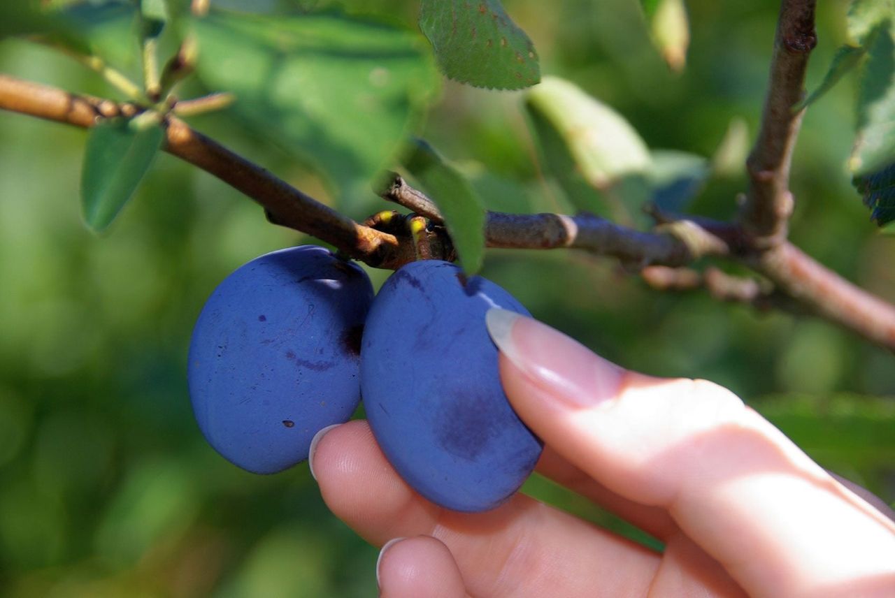 Person Harvesting Plum Fruits