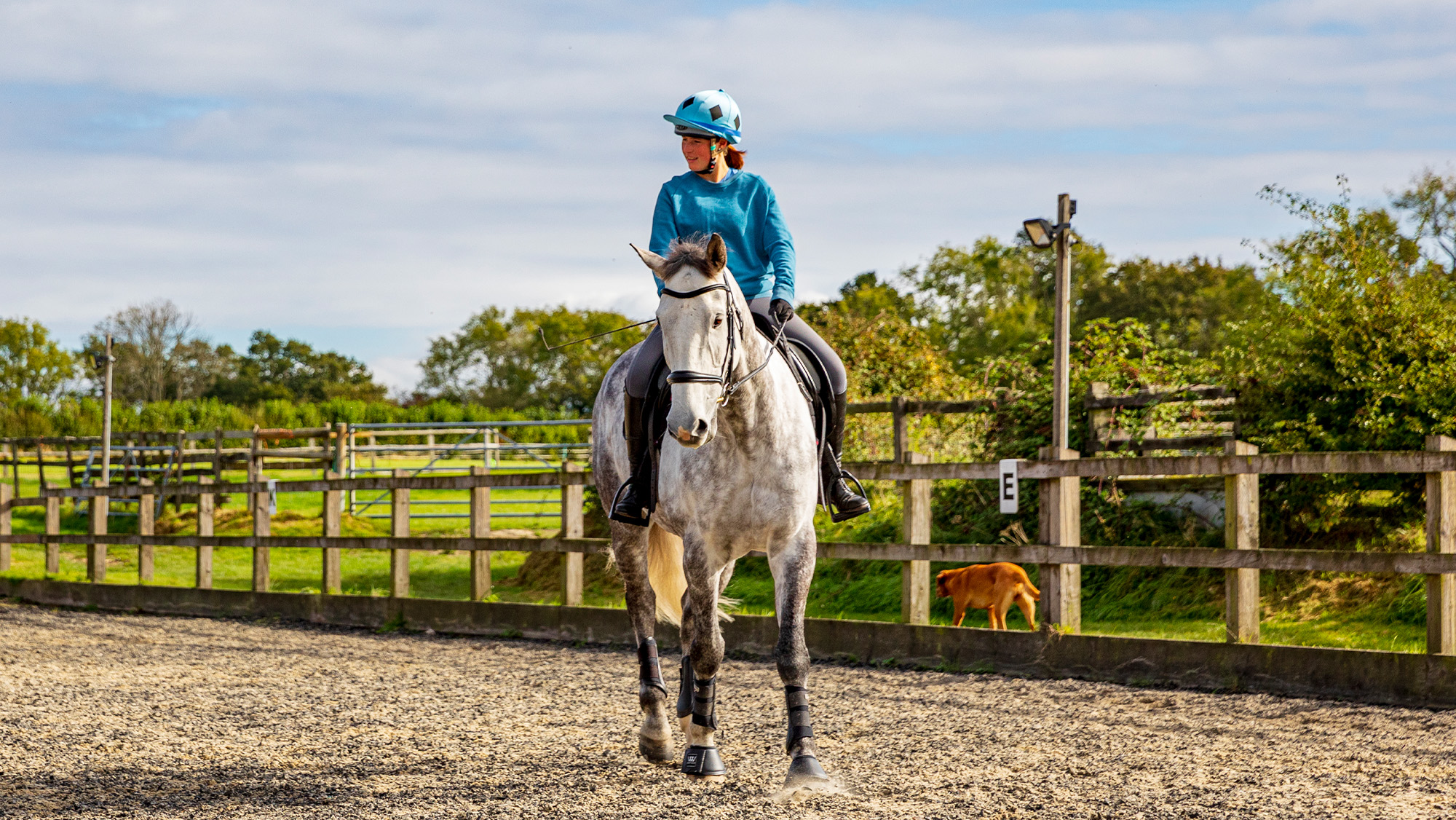 Horse being ridden in walk demonstrating bend to the right