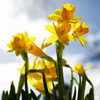 Daffodil Genus Narcissus Cultivar February Gold garden colour spring