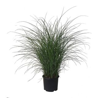 Premier Plant Solutions 10118 Miscanthus Maiden Grass