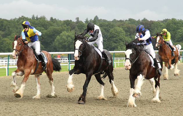 Morpheus (centre) 1st Shire Horse Race