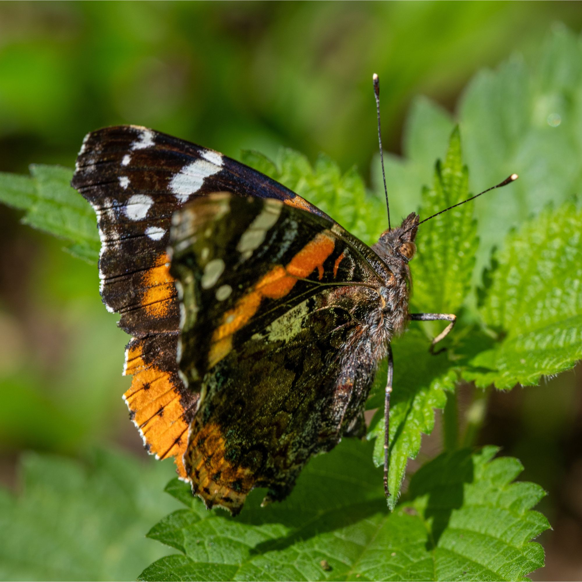 Red admiral butterfly on stinging nettles in garden