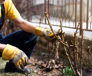 Pruning roses in late winter with a pair of pruning shears