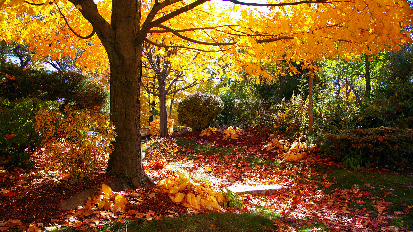 Fall trees surrounded by colorful leaves