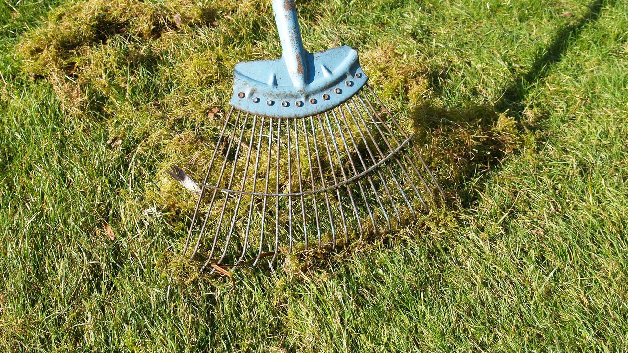 raking up moss in a lawn