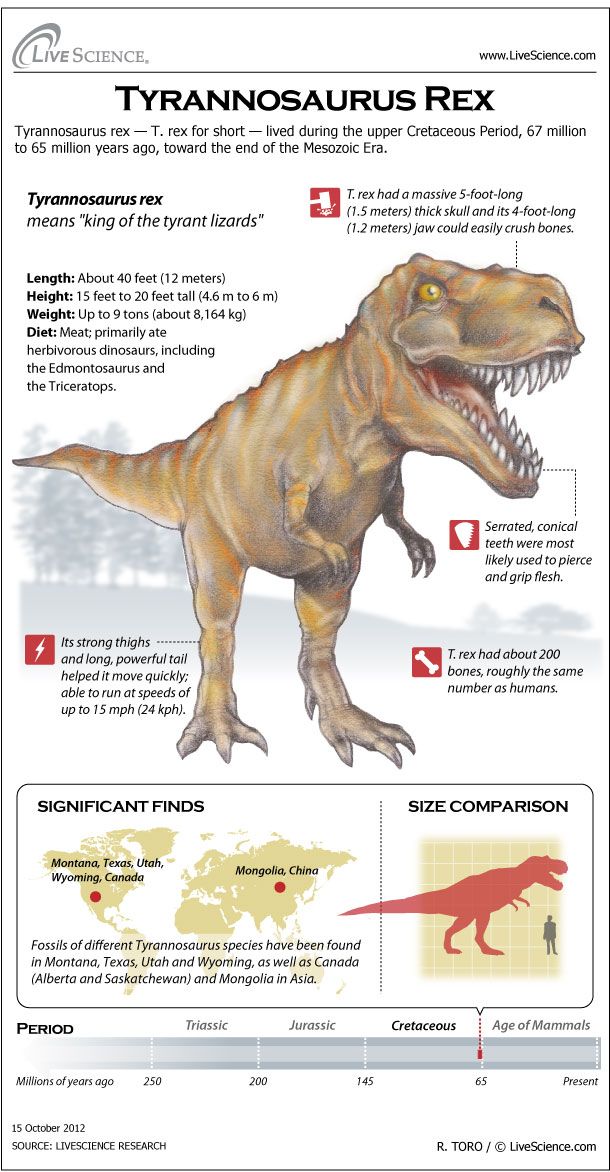 trex height in feet