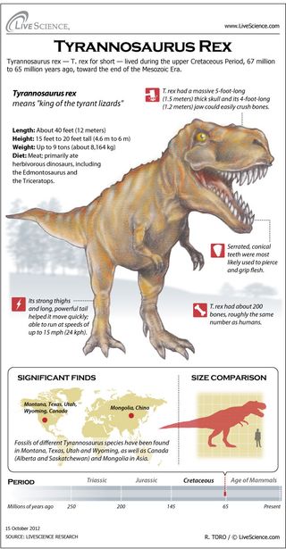 Learn about T. rex's massive teeth, bones, habitat and other dinosaur secrets.