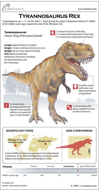 tyrannosaurus rex size