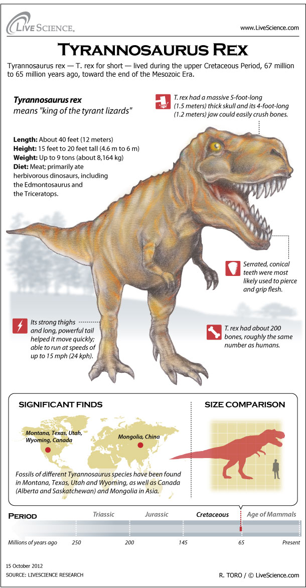 Dinosaur T Rex - Facts of Tyrannosaurus Rex Dinosaurs
