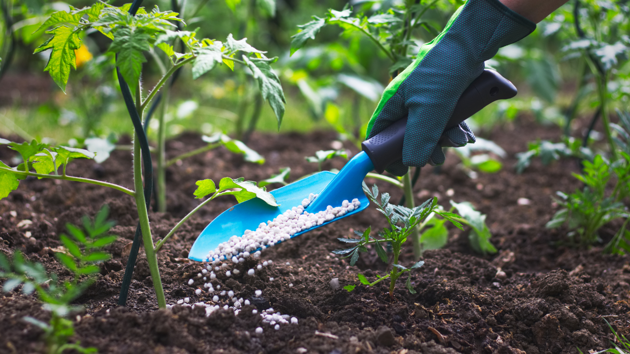 Best fertilizer