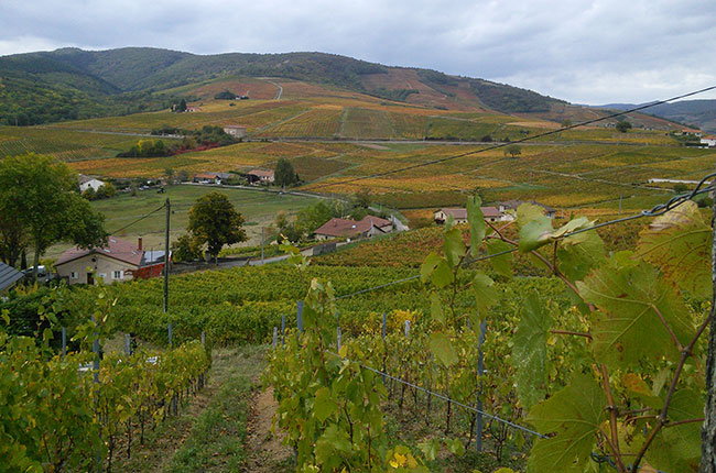 chateau thivin, brouilly, beaujolais