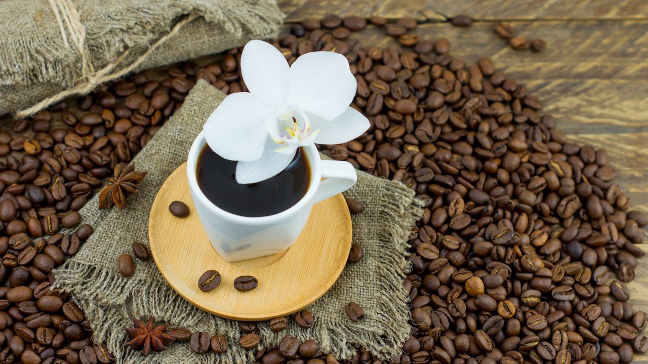 Do orchids like coffee grounds?