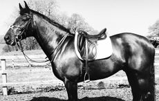 RosieFryFeatureNewSaddle.jpg