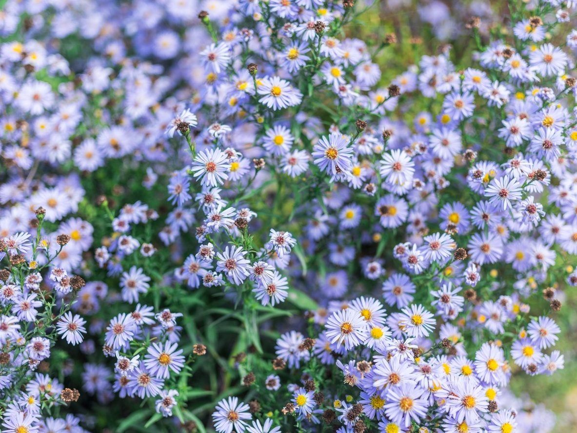 Plethora Of Blue Aster Flowers