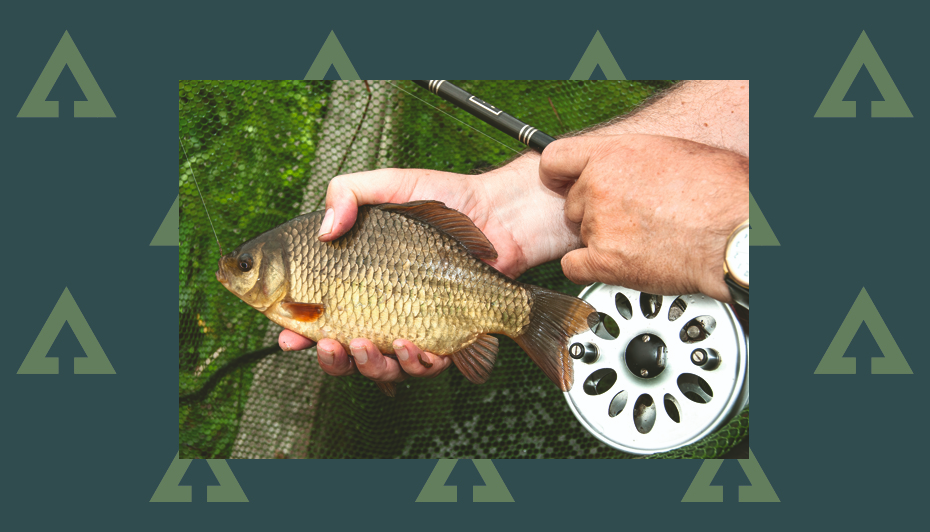 How to catch crucian carp Advnture